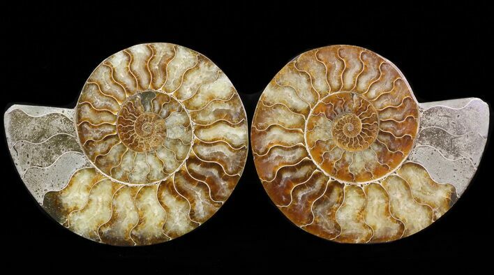 Cut & Polished Ammonite Fossil - Agatized #39501
